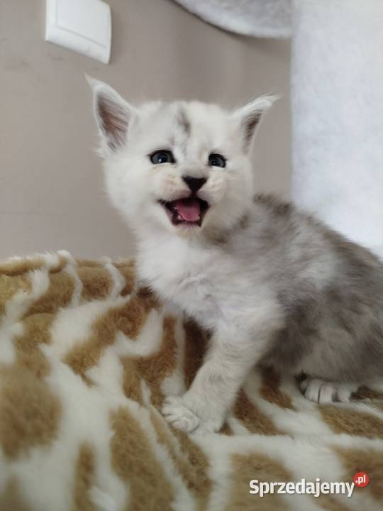 Jaskier kocur Maine Coon Szembruk