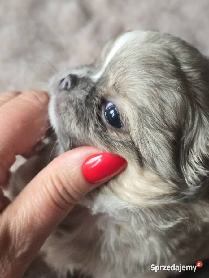 Chihuahua Liliowy Mini Bielsko-Biała