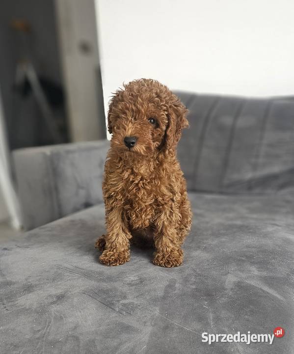 Piesek toy red brown Zbrudzewo