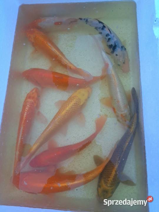 Sandacz 1823 wegorz jesiotr Mszczonów