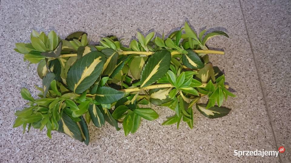 Trzmielina Sunspot sztobry Lublin