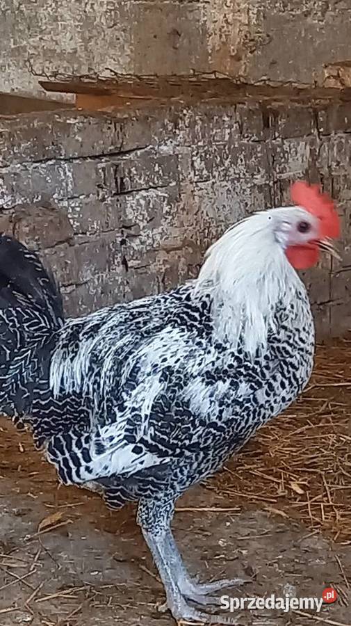 Koguty leghorn brakla srebrna