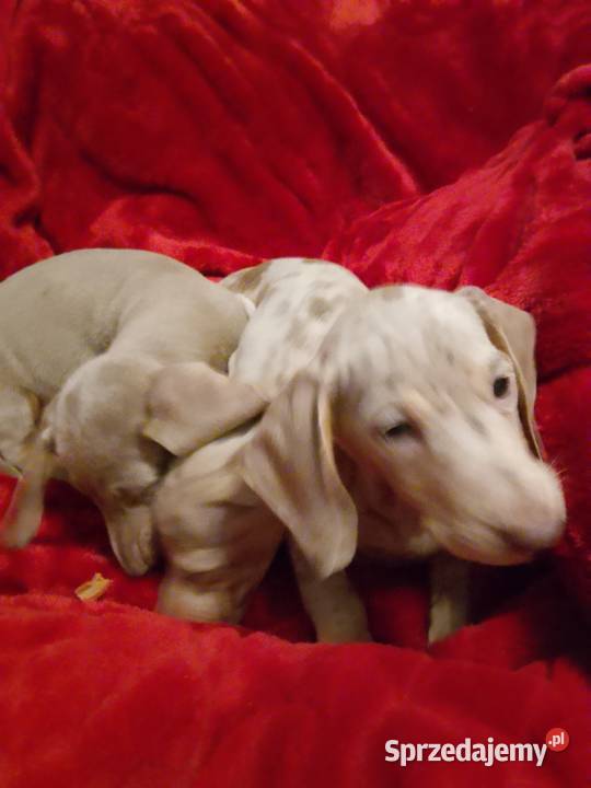 Jamnik miniaturowy merle izabell Jamnik Garbów sprzedam