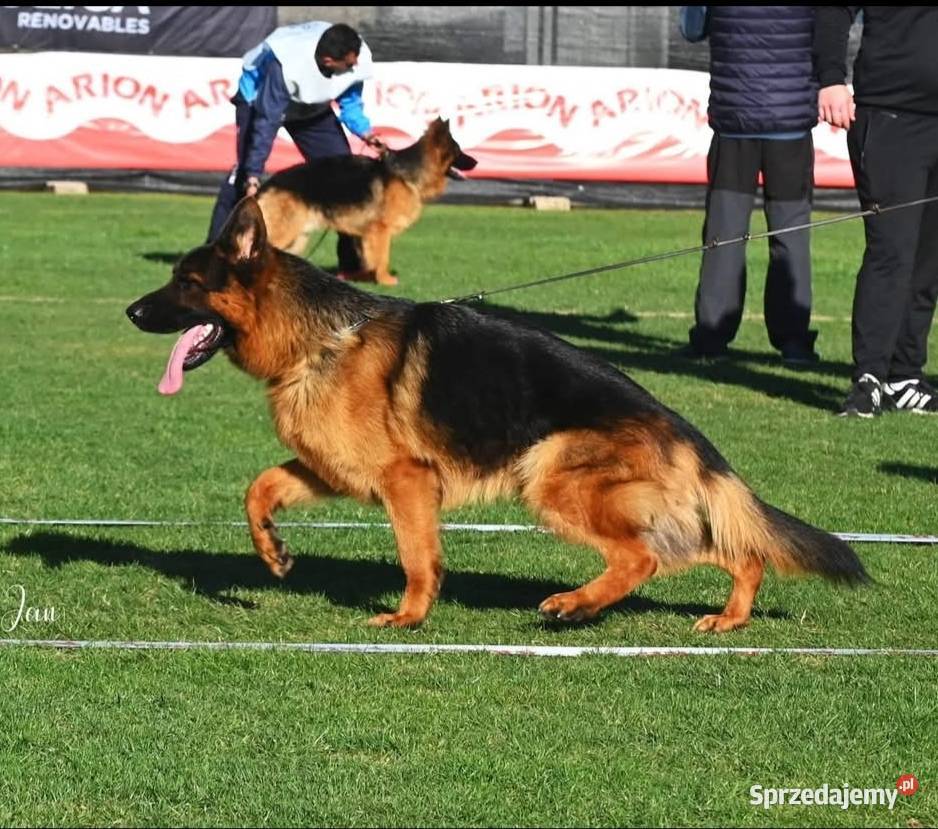 Owczarek niemiecki krótkowłosy Będków