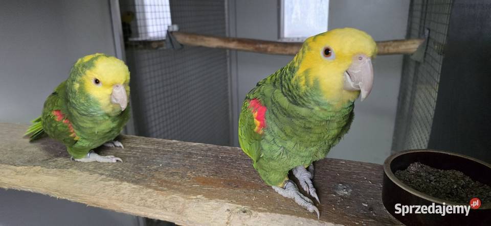 Amazonka Oratrix żółtogardła 11 2021 małopolskie Skawina sprzedam