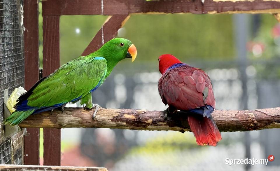 Sprzedam Lory Wielkie