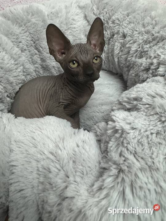 Sfinks czarny kocurek śląskie Zabrze