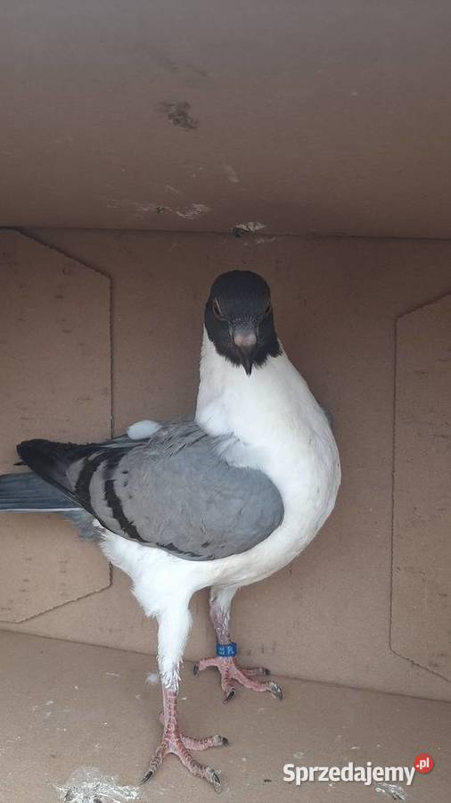 Para kuraków modeńskich kujawsko-pomorskie