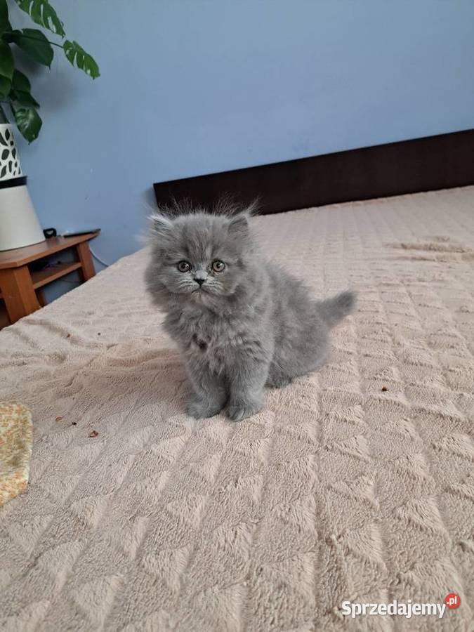 Kotki perskie niebieskie Siedlce