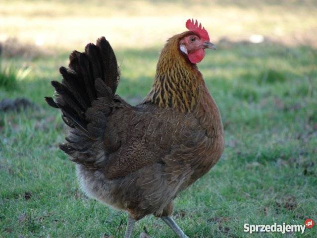 Kury zielononóżki 13 miesieczne Sławno