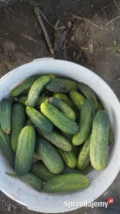 Sprzedam ogórki Kocina sprzedam