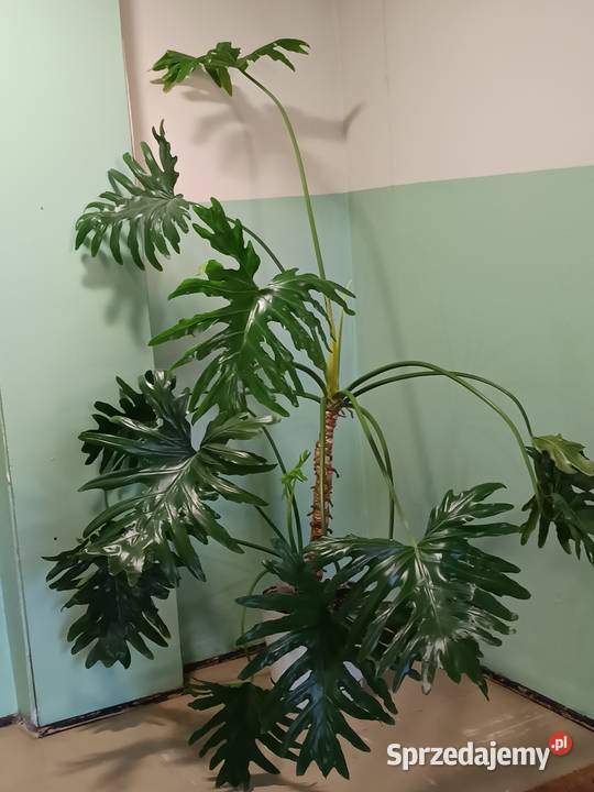 Filodendron duży zdrowy Warszawa