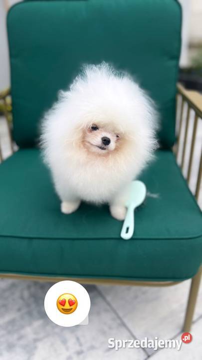 Pomeranian szpic miniaturka do 2 szczeniak Szpic miniaturowy Poznań
