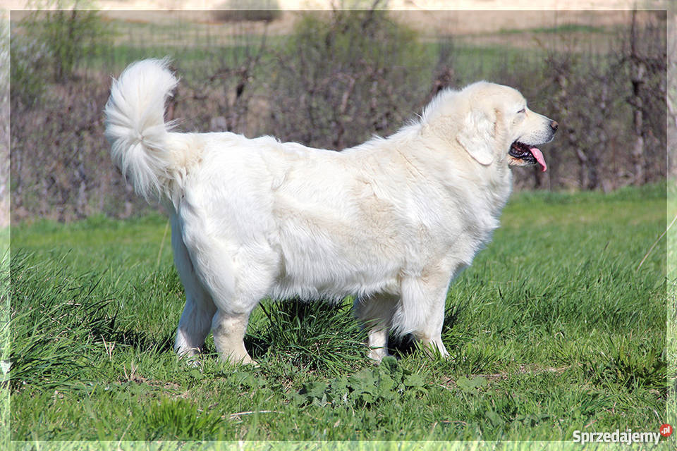 Owczarek podhalański szczenięta rodowód FCI Bark