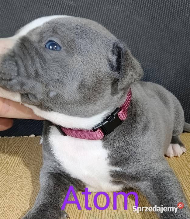 American PitBull Terrier Żupawa