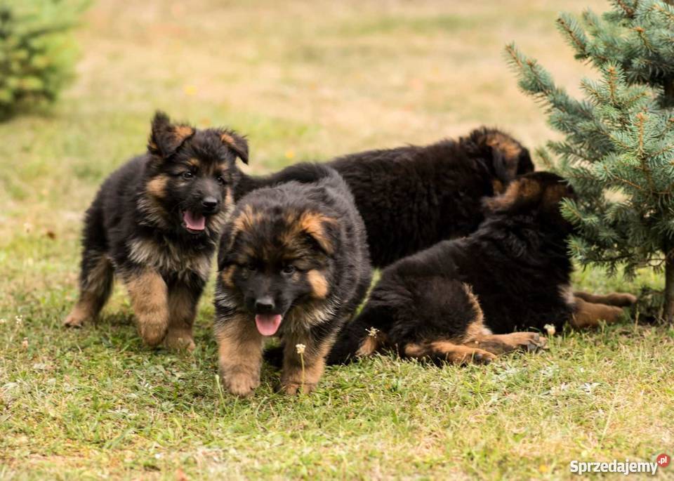Owczarek niemiecki długowłosy FCI ZKWP Kalisz