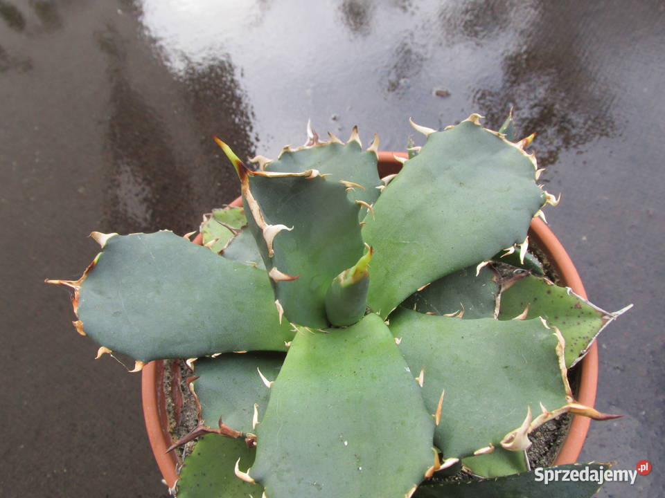 Agawa kolekcjonerska agave titanota klon 1 Kraków sprzedam