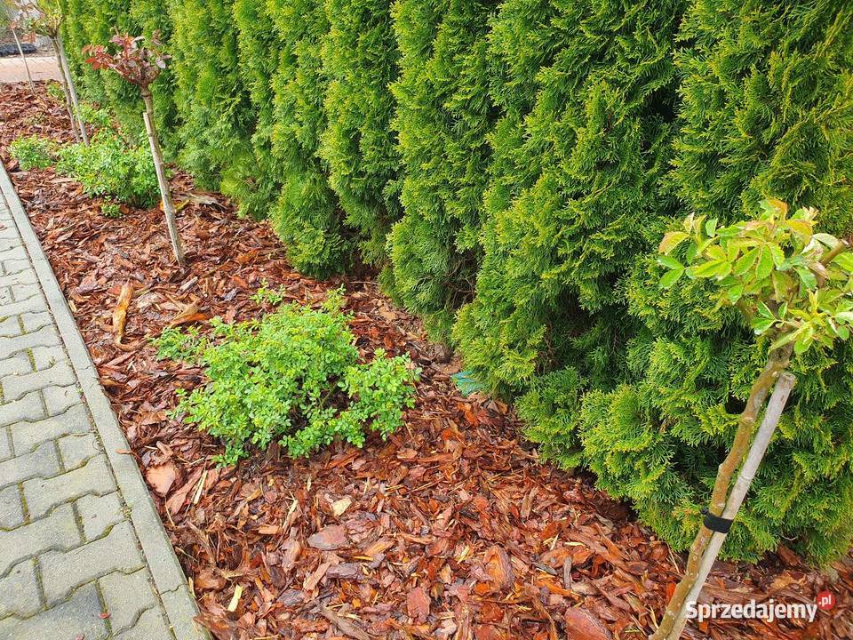 Kora ogrodowa ozdobna dekoracyjna Brzesko sprzedam