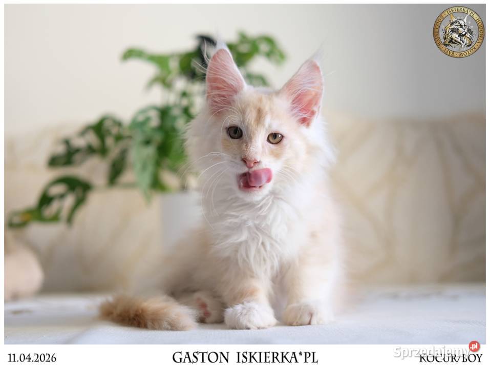 Gaston cudowny przystojniak kocurek maine coon sprzedam