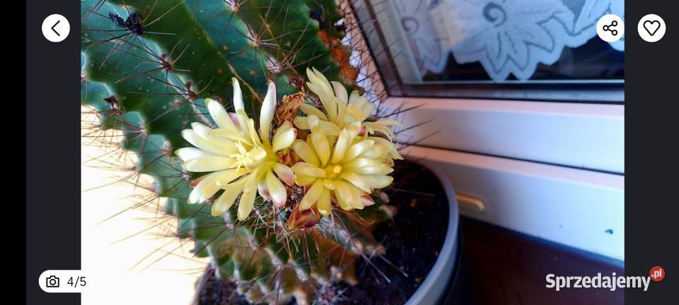Kaktus ferocactus Wolbrom