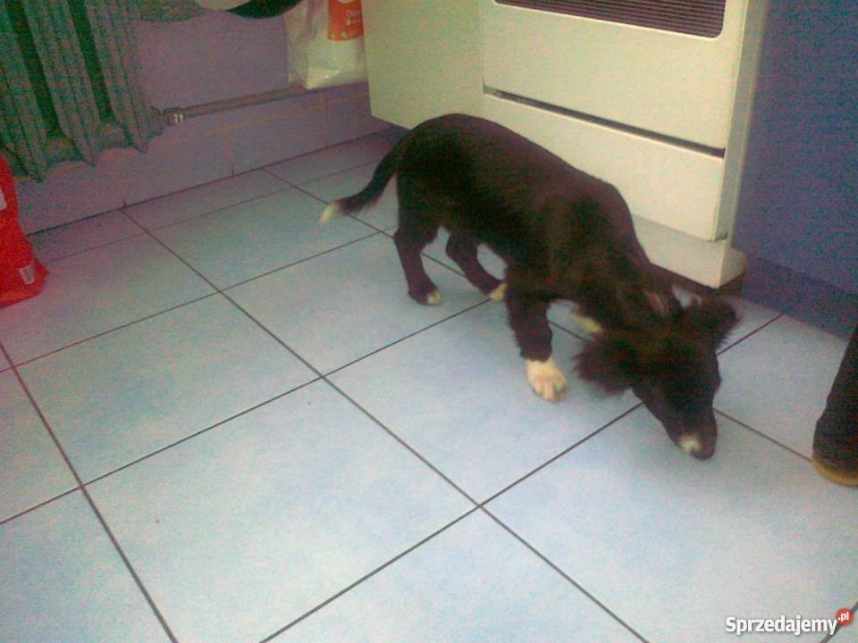 piesek do adopcji łódzkie Pabianice