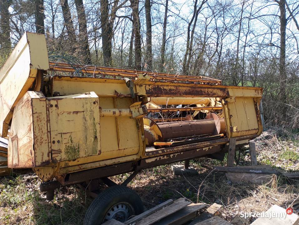 Cheder news Holland 1540 kosa 360 Żnin