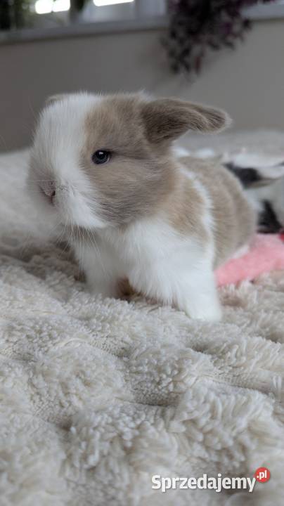 Mini lop królik miniaturka mały karzełek baranek Tarnów