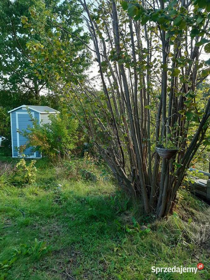 Działka ROD Gdańsk