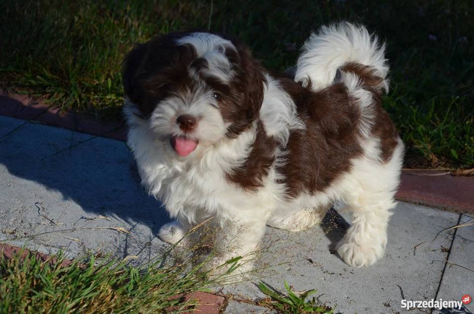 HAWAŃCZYK suczka Otelia w oryginalnym kolorze wielkopolskie Ostrzeszów sprzedam