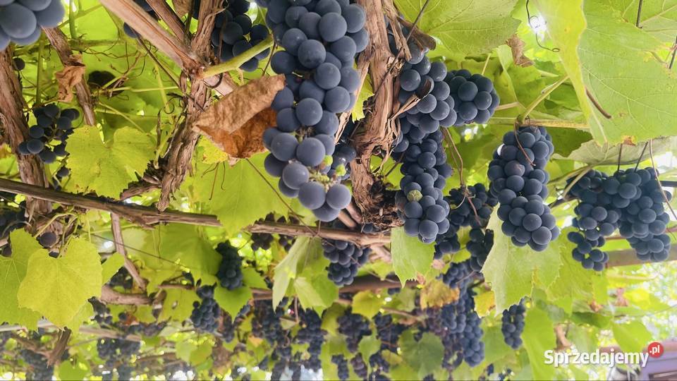 Winogrona ekologiczne Piaseczno