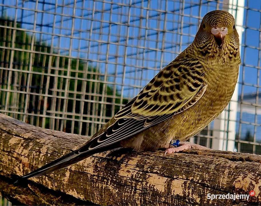 papużka falista blackface młoda do oswojenia i Leszno sprzedam