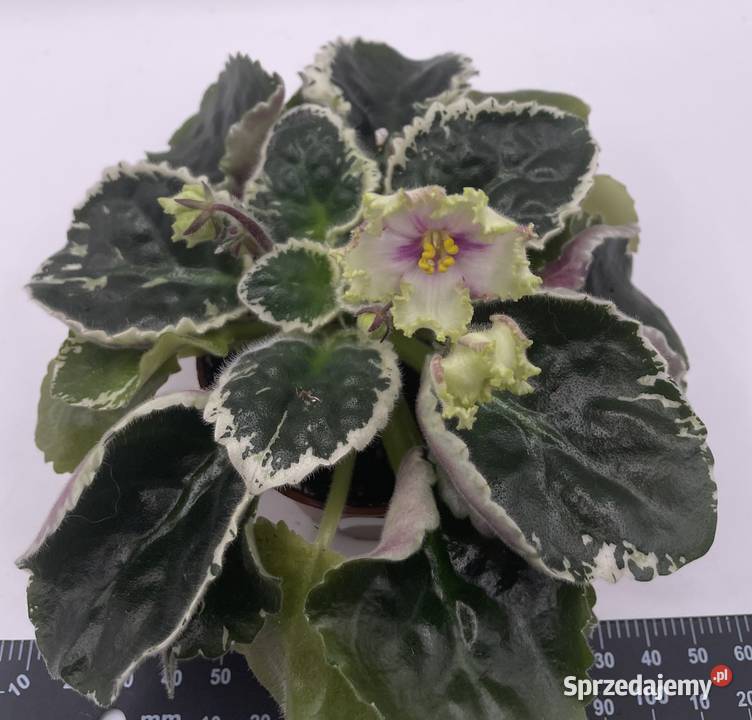 Fiołek afrykański kwitnąca sadzonka Jędrzejów sprzedam