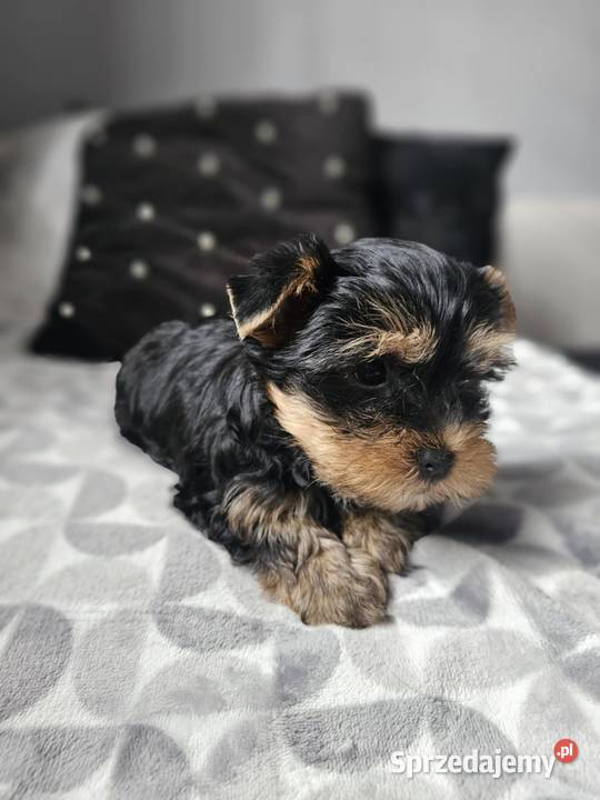 Chłopak Yorkshire Terrier Wyprawka Chip Częstochowa