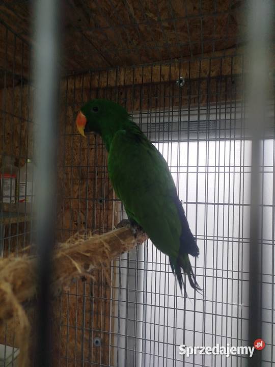 Lora Wielka EKLEKTUS Siedlce