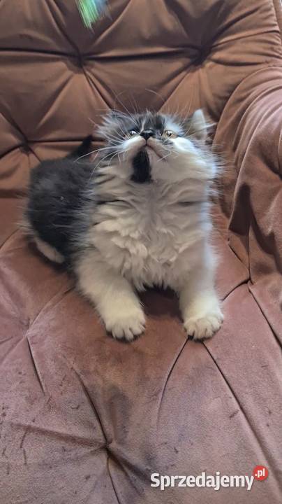 Maine coon chłopak Polesie Mikułowskie