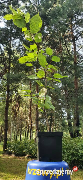Grab na żywopłot Duże sadzonki grabu graby na Wisznice