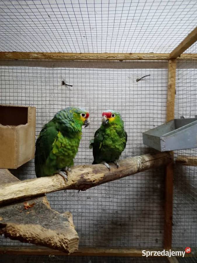 Amazonki Żółtolice Rakoniewice