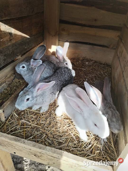 Sprzedam króliki mieszańce 5 samców 3 samice Walentynów