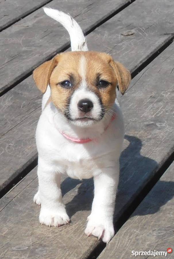 JACK RUSSELL TERRIER 100 GŁADKOWŁOSE metryka FCI mazowieckie Konstancin-Jeziorna