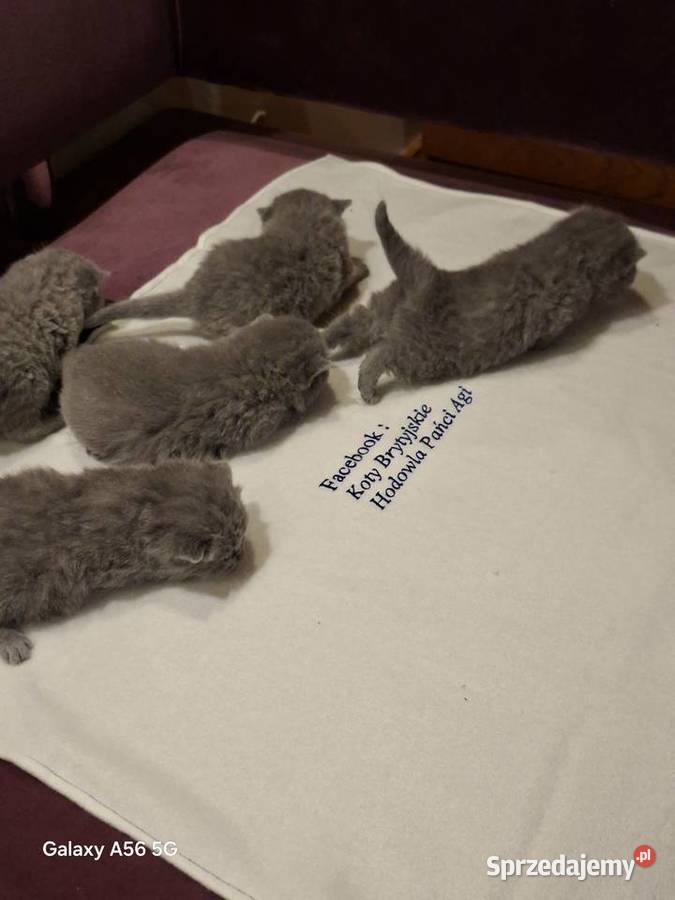 Kotka Brytyjska niebieska krótkowłosa Brytyjski Świebodzin sprzedam