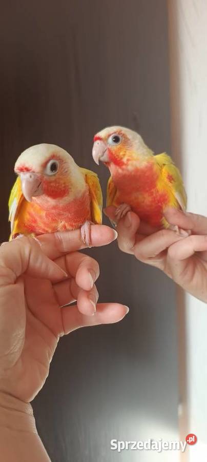 Papugi rudosterki ręcznie karmione Ptaki Tychy