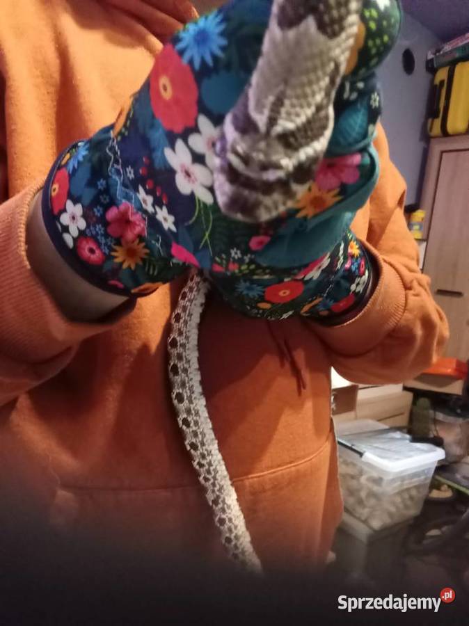 Heterodon zachodni Radom