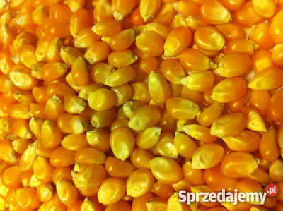 Kukurydza ziarno kukurydzy jako materiał paszowy.