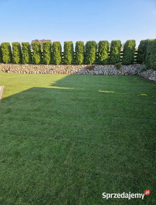 40m trawa w rolce Plantacja Gryfice