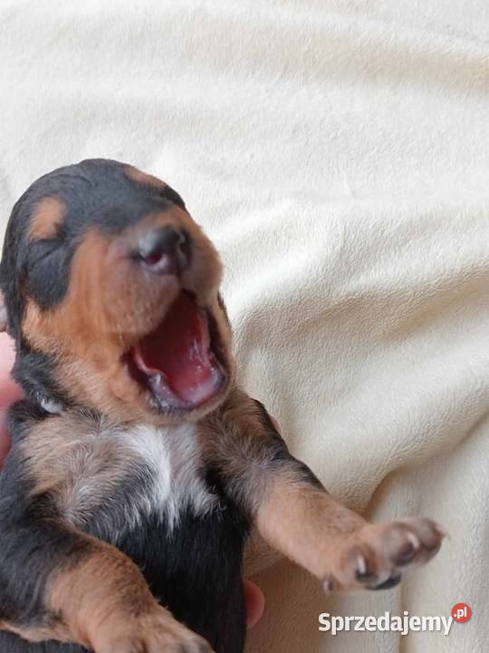 Airedale Terrier szczenięta lubelskie