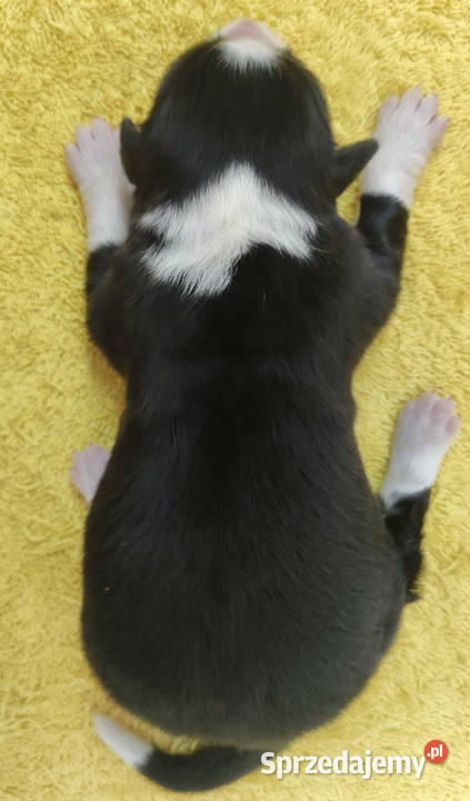 Suczka BORDER COLLIE z Hodowli Rasowa z pełną Pozostałe Zwierzęta podkarpackie Iwonicz