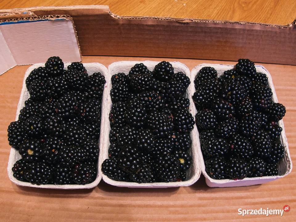 Jeżyny świeże owoce duże na dżemy nalewki Janów