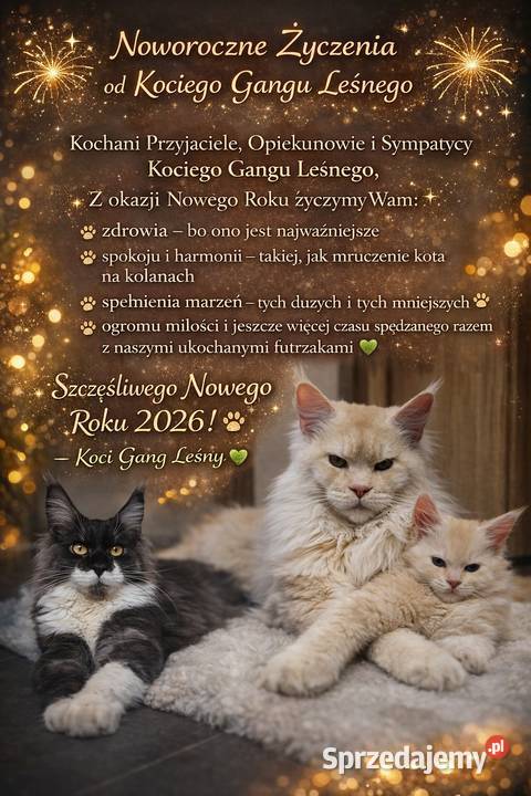 Maine Coon kocurki kotki Koci Gang Leśny Maine Coon Krotoszyn sprzedam