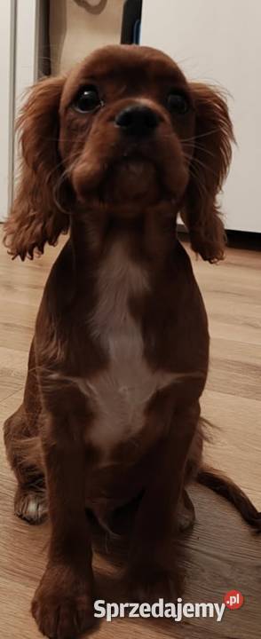 Cavalier king charls spaniel mazowieckie Wolica