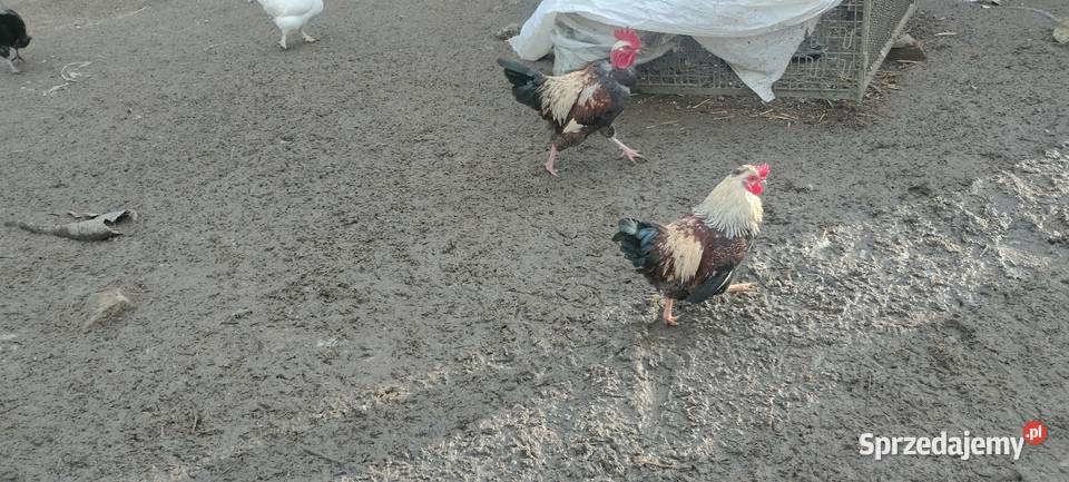 Sprzedam koguty Sobieska Wola Druga